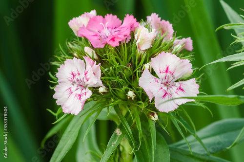 close up of a sweet William plant with pink/white blossoms