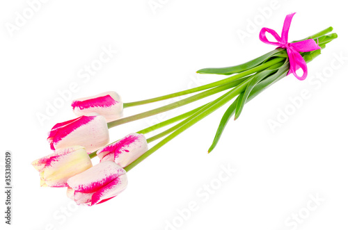Pink and white motley tulips isolatedon white