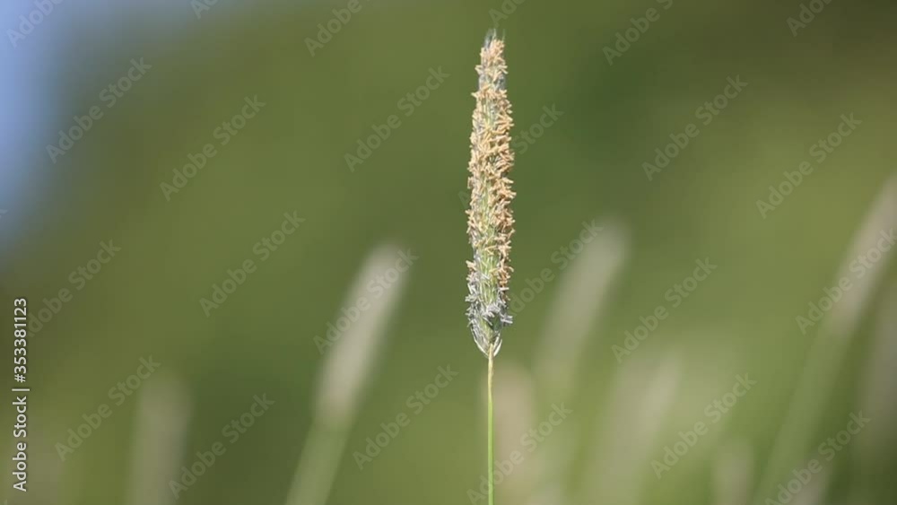 close up of Meadow foxtail grass blowing in the wind close up of Meadow foxtail grass blowing in the wind