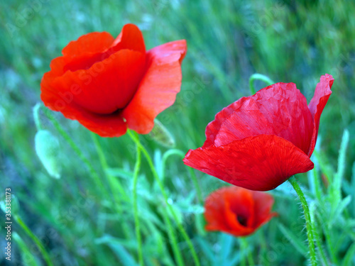 Red poppies in a field meadow. Spring time.