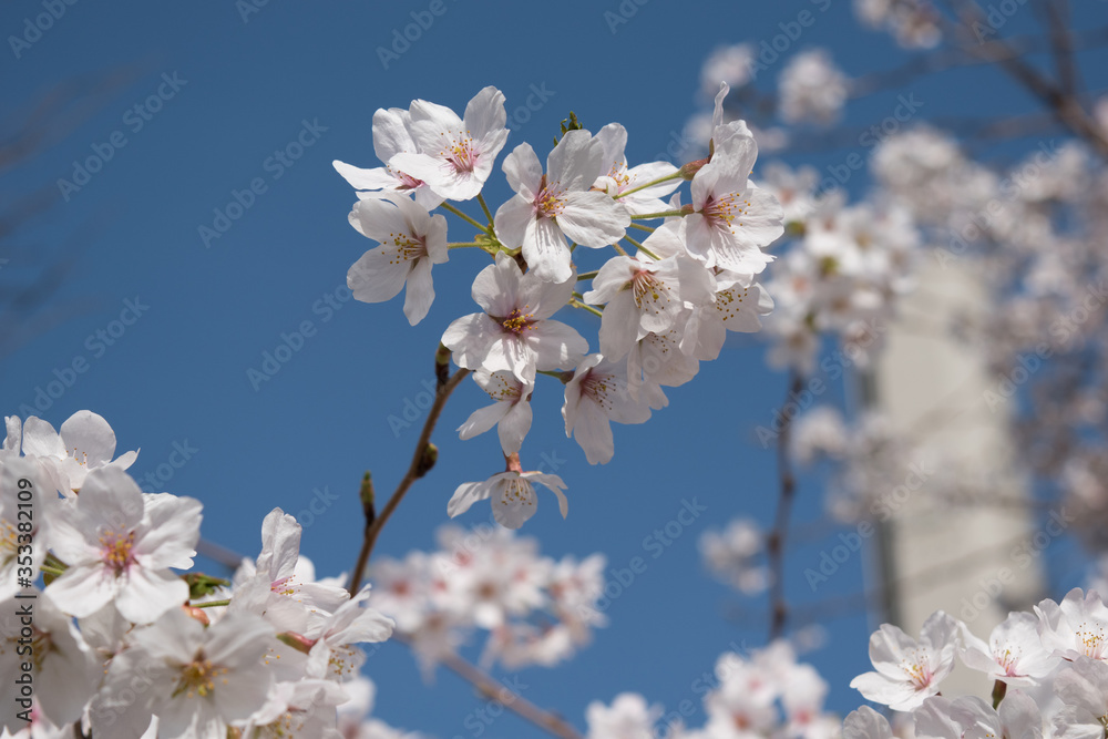 春は桜のシーズン、春風と青空と満開のさくらと 春は桜のシーズン、春風と青空と満開のさくらと