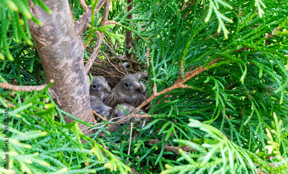 Adult pied flycatcher chicks are sitting in a nest on a thuja in the garden. Gray brown chicks are ready to learn to fly 15 days after hatching from the nest.
