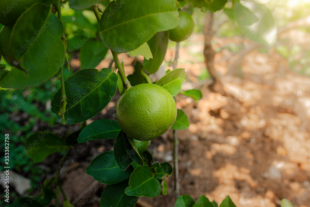 Lime tree with fruits closeup. Lime tree with fruits closeup.