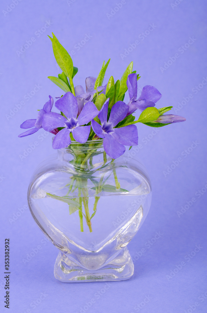 Small glass vase with purple flowers. Photo - obrazy, fototapety, plakaty 