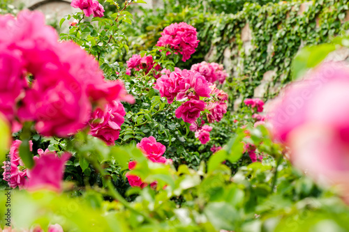 Wallpaper Mural Garden of roses at a park in Budapest. Torontodigital.ca