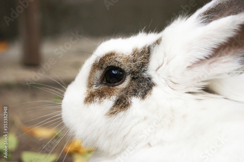 Cute white fluffy rabbit on outdoor