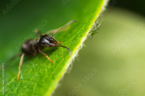 macro photo of a ant on green leaf