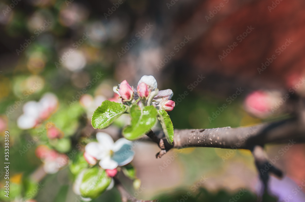 Blossoming branch of apple tree, spring floral background, beauty of nature Blossoming branch of apple tree, spring floral background, beauty of nature