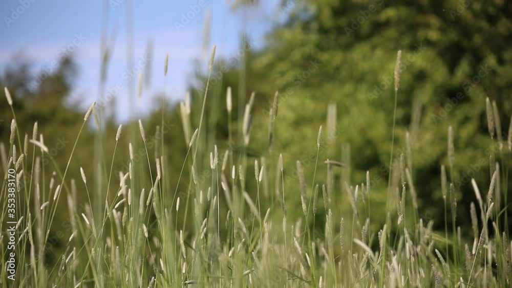 Meadow foxtail grass in the wind Meadow foxtail grass in the wind
