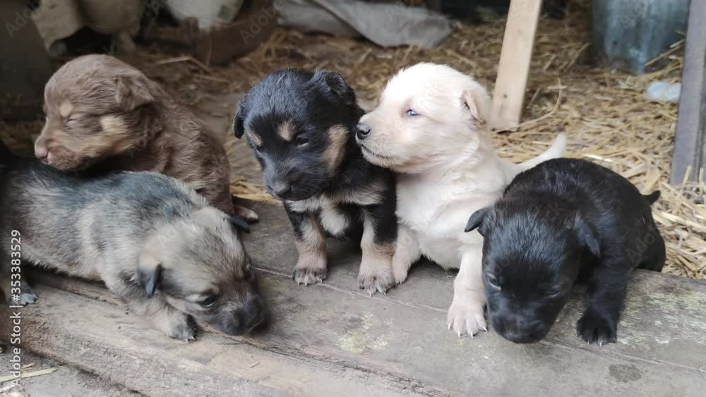 Cute puppies are playing on the doorstep of the barn. Little dogs are playing and trying to escape from the barn. Close up Cute puppies are playing on the doorstep of the barn. Little dogs are playing and trying to escape from the barn. Close up