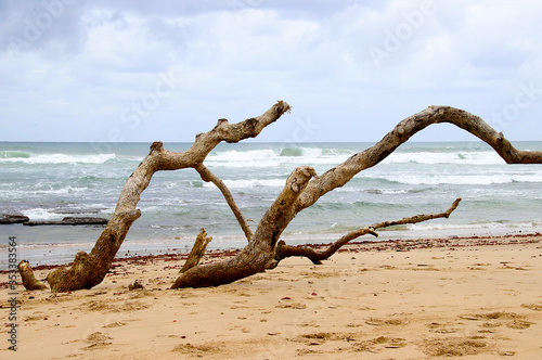 dead tree on beach