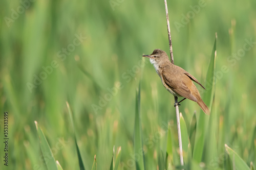 Büyük kamışçın » Great Reed Warbler » Acrocephalus arundinaceus