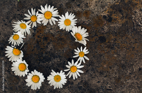 circle frame created from white daisies on a background of gray stones