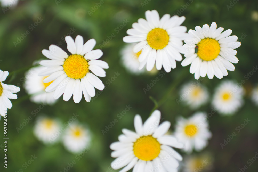 white daisies with water drops close up in green grass and blurred background white daisies with water drops close up in green grass and blurred background