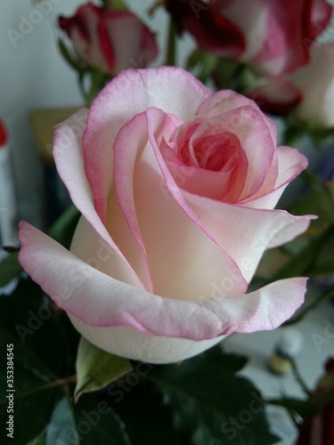 pink rose with water drops