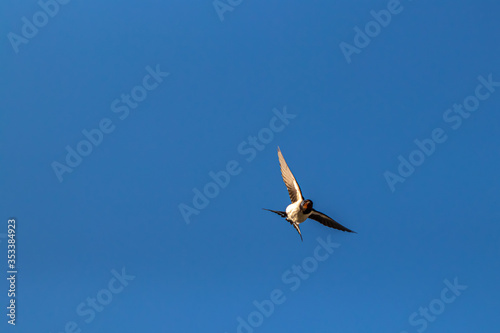 Barn swallow flying through air