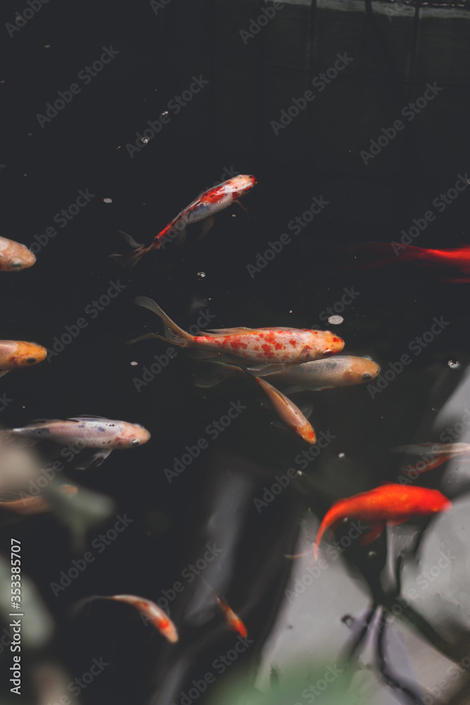 Fototapeta premium koi fish swimming in the pond