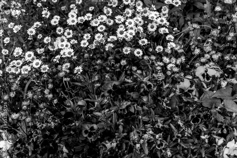 どこかに蝶々がいる花壇 どこかに蝶々がいる花壇