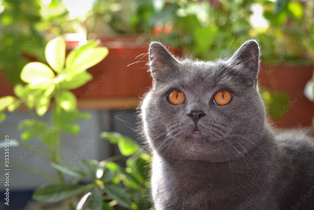 British gray cat. British cats are very fluffy and soft, although rather short. According to legend, they are descendants of the Cheshire cat.