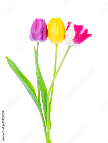 Fototapeta Naklejka Na Ścianę i Meble -  Yellow and variegated tulips on white background
