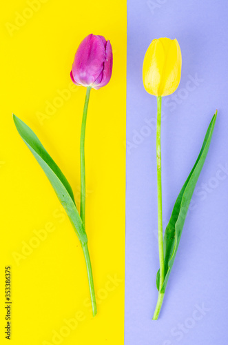 Fototapeta Naklejka Na Ścianę i Meble -  Buds of colorful tulips on bright background.