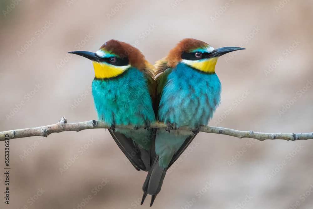 Arıkuşu » European Bee-eater » Merops apiaster