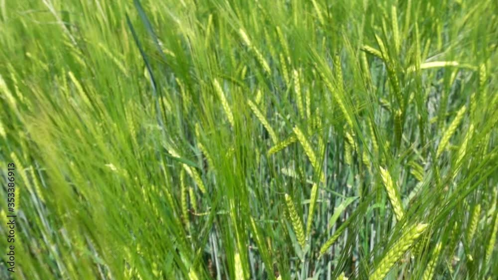 Field of young green rye. Movement through the ears of rye. Field of young green rye. Movement through the ears of rye.