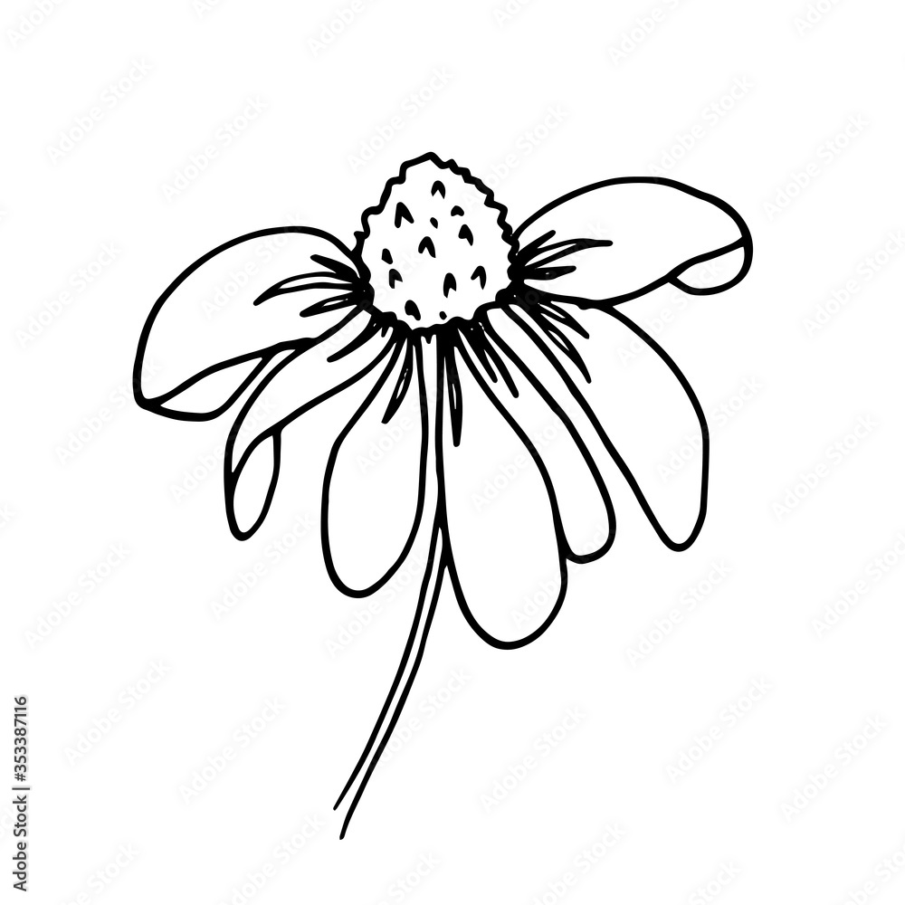 Chamomile, Rudbeckia flower. Floral hand drawn engraving. Vector illustration with isolated single flower on white.