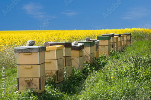 Row of beehives with yellow rapeseed field and bright blue sky in background