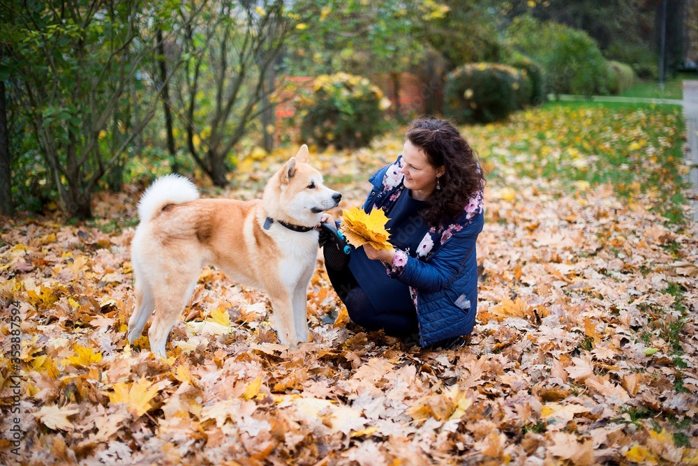 Woman pet owner playing with akita-inu dog in autumn leaves in city park Woman pet owner playing with akita-inu dog in autumn leaves in city park