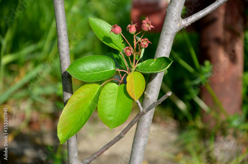 Amelanchier lamarckii fruit of the toadstool and fresh leaves  photo