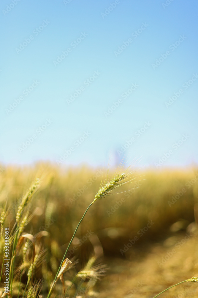 Fototapeta premium field of wheat
