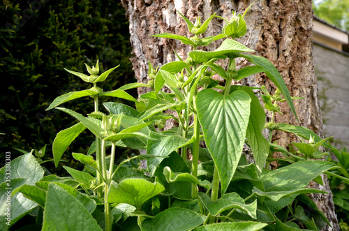 Phlomis russeliana young plant in the spring begins to form flower buds deafblind photo