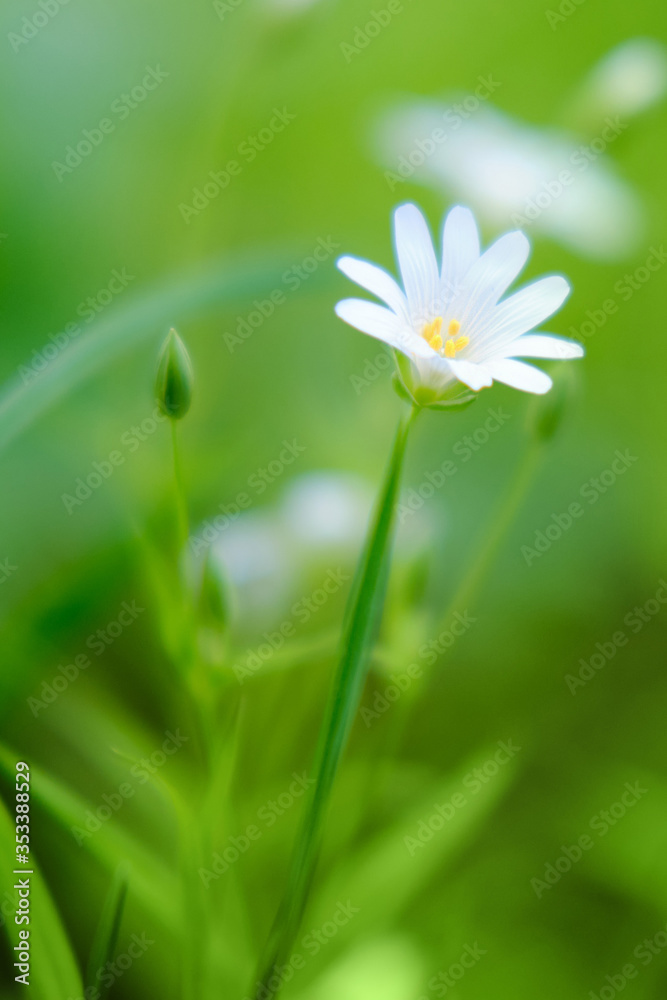 Cerastium is a genus of annual, or perennial plants belonging to the family Caryophyllaceae. They are commonly called mouse-ear chickweed