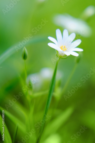 Cerastium is a genus of annual, or perennial plants belonging to the family Caryophyllaceae. They are commonly called mouse-ear chickweed