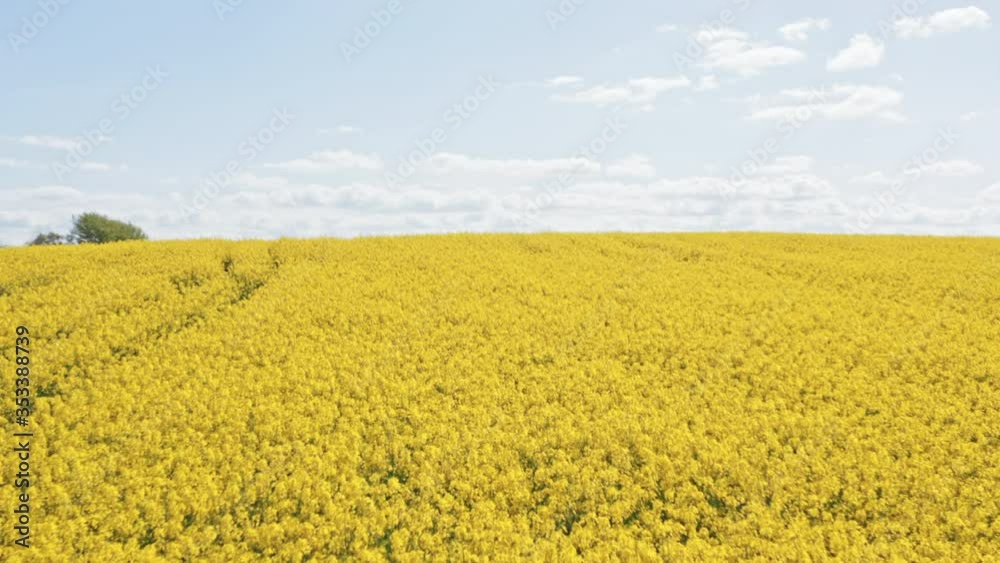 Aerial Shot Hovering Above Yellow Canola Fields and a View of the Lake Aerial Shot Hovering Above Yellow Canola Fields and a View of the Lake