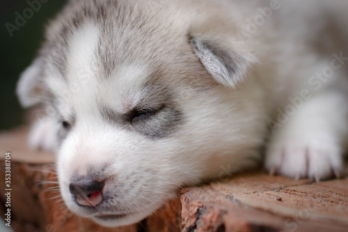One Little cute puppy of Siberian husky dog outdoors © voltgroup