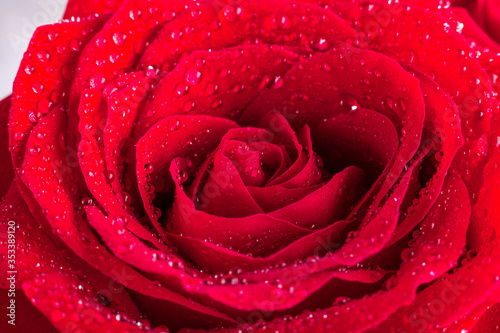 Fototapeta Naklejka Na Ścianę i Meble -  Close-up of red rose with water drops.