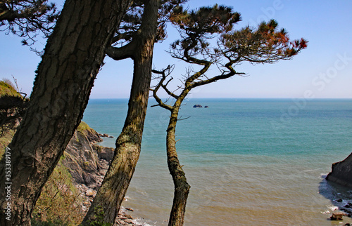 Fototapeta Naklejka Na Ścianę i Meble -  A view out to sea from the cliff in an English country garden in Devon, England.