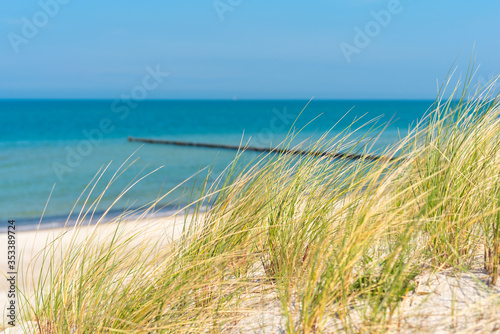Beach grass on coastal dunes at the Baltic Sea near the seaside resort of Graal Müritz in the northeastern part of Germany in the federal state Mecklenburg Vorpommern