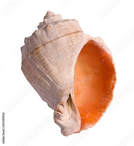 seashell isolated on white background