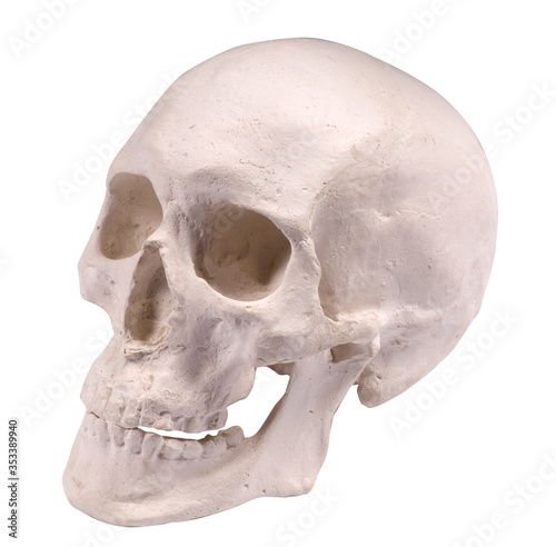 gypsum human skull isolated on white background
