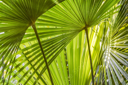 Green palm tree leaves macro backlit with shadows background