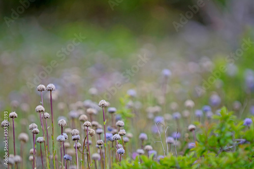 Round blue summer wildflowers on the island Gotland in Sweden