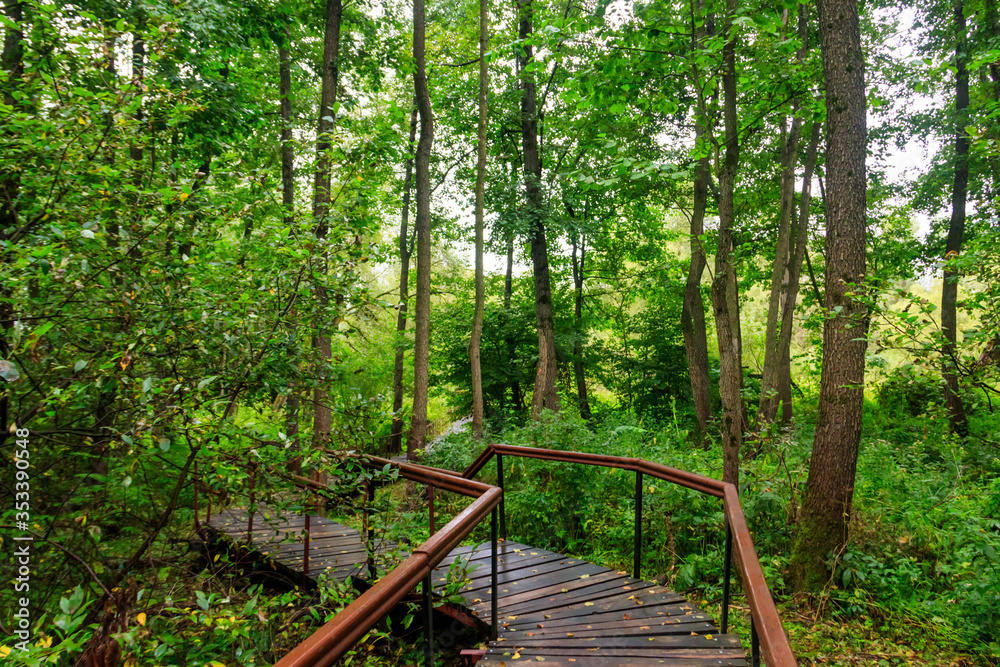 Obraz premium Drewniany chodnik w zielonym lesie