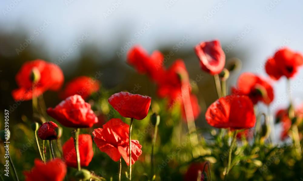 Poppy flowers during early summer, Sweden