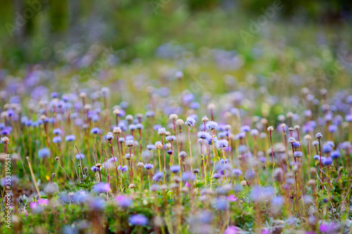 Round blue summer wildflowers on the island Gotland in Sweden