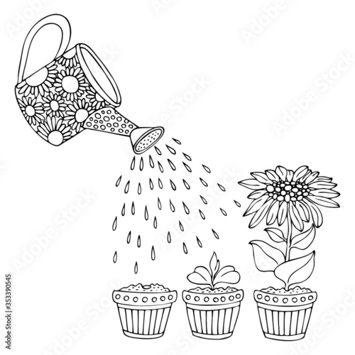 Sunflower. Hand drawn picture showing how the plant grows gradually. Vector gardening illustration, step to grow flowers, plant growth sequence. Sketch for anti stress adult coloring page.