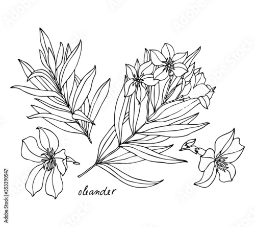 Set of flowers and branches of oleander. Vector black and white line illustration of oleander for coloring page, isolated on white background. Sketch for anti-stress adult coloring book.
