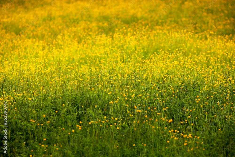 Obraz premium Yellow flowers in summer meadow Spring background with beautiful yellow flowers. 